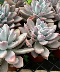 Graptoveria Opalina Pink Succulent Live Plant 4'' Pot | Rare Succulent