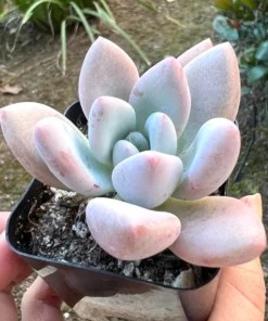 Graptoveria Opalina Succulent Plant 2.5" Pot Pink Live Plant