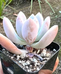 Graptoveria Opalina Succulent Plant 2.5" Pot Pink Live Plant