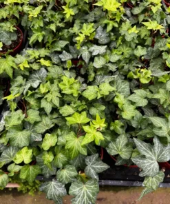 Green Ivy, English Ivy, Trailing Plant, Climbing plant, Easy Care House Plant