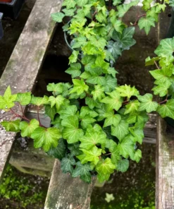 Green Ivy, English Ivy, Trailing Plant, Climbing plant, Easy Care House Plant