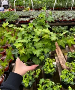 Green Ivy, English Ivy, Trailing Plant, Climbing plant, Easy Care House Plant