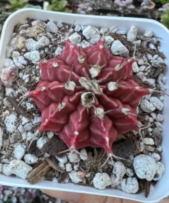 Gymnocalycium Mihanovichii, Chin Cactus, Rare Cactus, Red Cactus, Exotic Plant in 2'', 3" pot