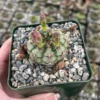 Gymnocalycium Rotundulum Pink Cactus Live Plant 3.5 inch Pot Rare Cactus