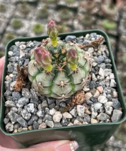 Gymnocalycium Rotundulum Pink Cactus Live Plant 3.5 inch Pot Rare Cactus