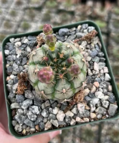 Gymnocalycium Rotundulum Pink Cactus Live Plant 3.5 inch Pot Rare Cactus