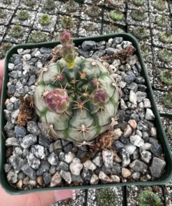 Gymnocalycium Rotundulum Pink Cactus Live Plant 3.5 inch Pot Rare Cactus