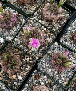 Gymnocalycium Rotundulum Pink Cactus Live Plant 3.5 inch Pot Rare Cactus