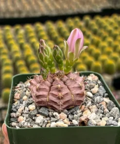 Gymnocalycium Rotundulum Pink Cactus Live Plant 3.5 inch Pot Rare Cactus