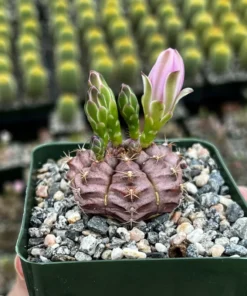 Gymnocalycium Rotundulum Pink Cactus Live Plant 3.5 inch Pot Rare Cactus