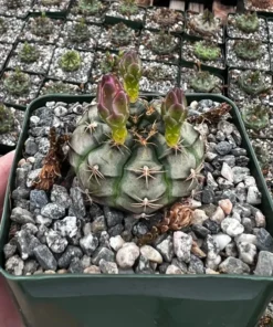 Gymnocalycium Rotundulum Pink Cactus Live Plant 3.5 inch Pot Rare Cactus