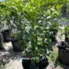 HARVEY LEMON TREE (Grafted) 3 Feet Tall. Free Shipping.