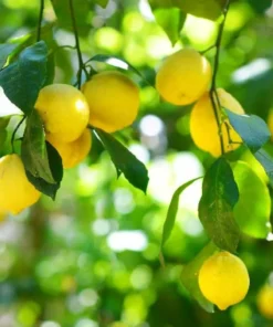 HARVEY LEMON TREE (Grafted) 3 Feet Tall. Free Shipping.