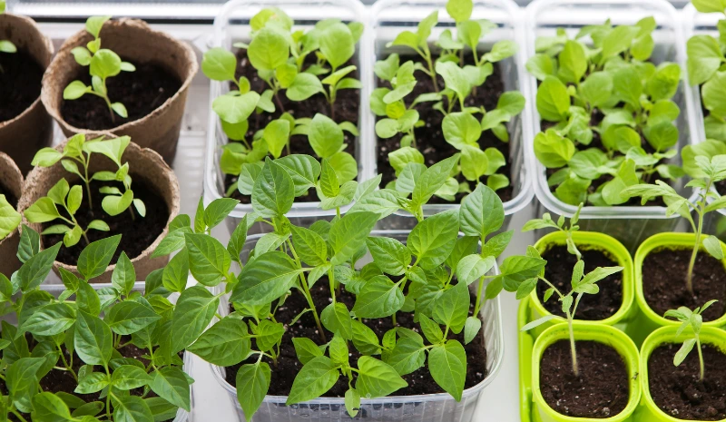 Hardening Off Seedlings: The Ultimate Guide for Healthy Transplants