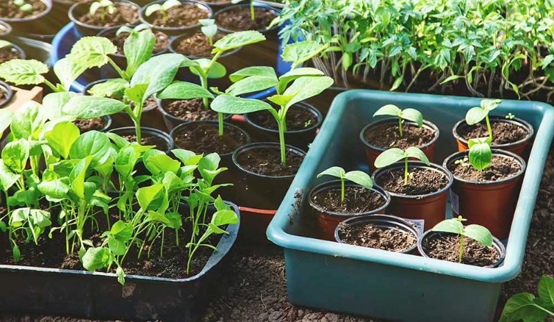 Hardening Off Seedlings: The Ultimate Guide for Healthy Transplants