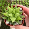 Haworthia Angustifolia Baylissii Succulent 2.5" Pot Indoor Plant