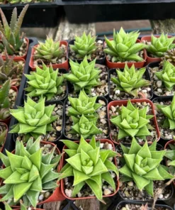 Haworthia Angustifolia Baylissii Succulent 2.5" Pot Indoor Plant