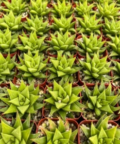 Haworthia Angustifolia Baylissii Succulent 2.5
