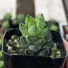 Haworthia Coarctata | Succulent Plant | Rooted Plant