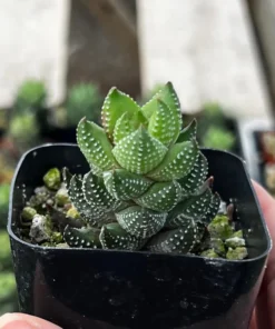 Haworthia Coarctata | Succulent Plant | Rooted Plant