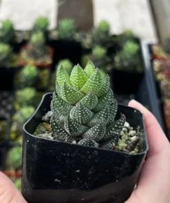 Haworthia Coarctata | Succulent Plant | Rooted Plant