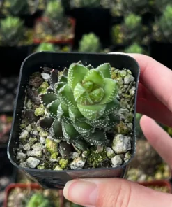 Haworthia Coarctata | Succulent Plant | Rooted Plant