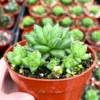 Haworthia Marumiana var. Batesiana Bayer 2”, 4”pot Indoor Plant