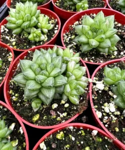 Haworthia Marumiana var. Batesiana Bayer 2”, 4”pot Indoor Plant