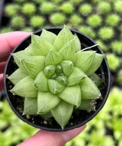 Haworthia Marumiana var. Batesiana Bayer 2”, 4”pot Indoor Plant