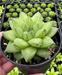 Haworthia Marumiana var. Batesiana Bayer 2”, 4”pot Indoor Plant