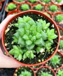 Haworthia Marumiana var. Batesiana Bayer 2”, 4”pot Indoor Plant