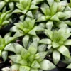 Haworthia Retusa with Pups Live Succulent Plant 2" or 4" Pot