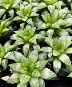 Haworthia Retusa with Pups Live Succulent Plant 2