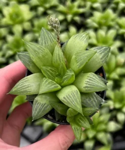 Haworthia Retusa with Pups Live Succulent Plant 2" or 4" Pot