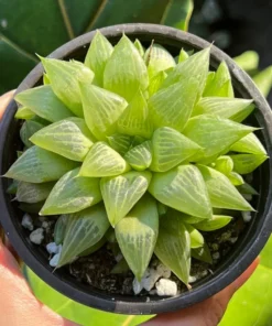 Haworthia Retusa with Pups Live Succulent Plant 2