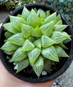 Haworthia Retusa with Pups Live Succulent Plant 2