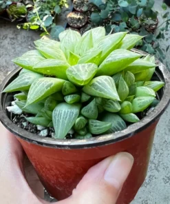 Haworthia Retusa with Pups Live Succulent Plant 2