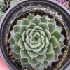 Hen and Chicks, Houseleeks Fire Dragon, Live potted succulent in 2'', 4'' pot