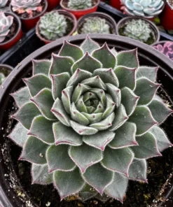 Hen and Chicks, Houseleeks Fire Dragon, Live potted succulent in 2'', 4'' pot