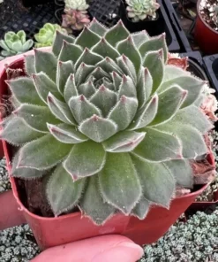 Hen and Chicks, Houseleeks Fire Dragon, Live potted succulent in 2'', 4'' pot