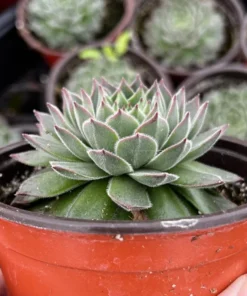 Hen and Chicks, Houseleeks Fire Dragon, Live potted succulent in 2'', 4'' pot