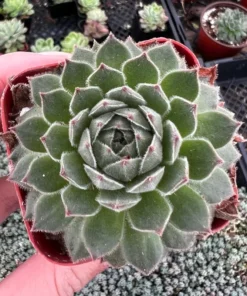 Hen and Chicks, Houseleeks Fire Dragon, Live potted succulent in 2'', 4'' pot