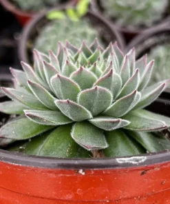 Hen and Chicks, Houseleeks Fire Dragon, Live potted succulent in 2'', 4'' pot
