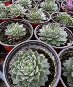 Hen and Chicks, Houseleeks Fire Dragon, Live potted succulent in 2'', 4'' pot