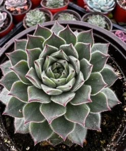 Hen and Chicks, Houseleeks Fire Dragon, Live potted succulent in 2'', 4'' pot