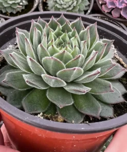 Hen and Chicks, Houseleeks Fire Dragon, Live potted succulent in 2'', 4'' pot