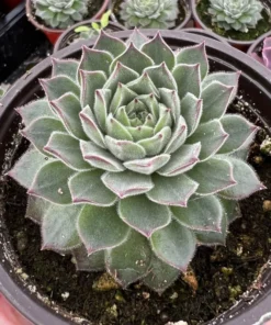 Hen and Chicks, Houseleeks Fire Dragon, Live potted succulent in 2'', 4'' pot