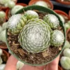 Hen and Chicks, Sempervivum, Rooted Succulent, Live Plant in 2", 4'' Pot