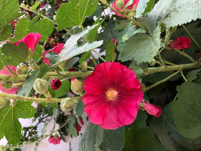 How to Grow Hollyhocks from Seed: A Step-by-Step Guide