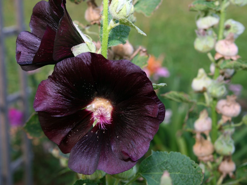 How to Grow Hollyhocks from Seed: A Step-by-Step Guide